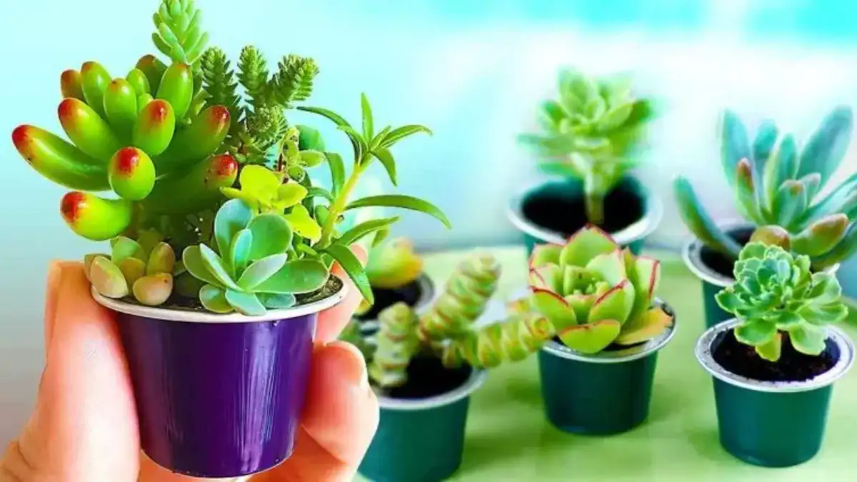 Voici Comment Recycler Les Capsules De Caf En Pots Pour Plantes E Savoir