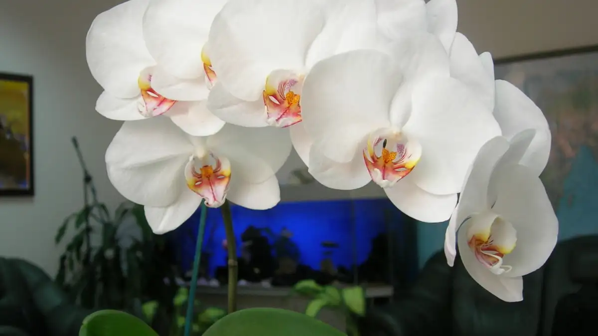 Comment faire refleurir les orchidées E SAVOIR