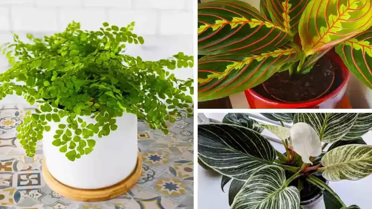 Les Meilleures Plantes Dint Rieur Qui Poussent Sans Lumi Re Du