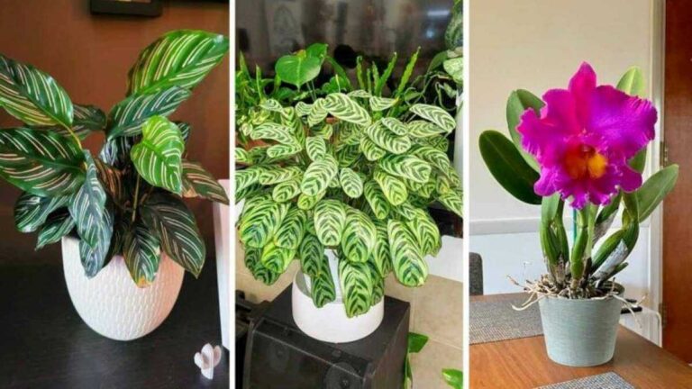 10 Plantes qui peuvent absorber l'humidité de la maison