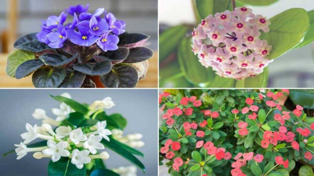 6 plantes d’intérieur qui résistent à l’air sec et à la poussière