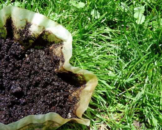 Le marc de café est un engrais naturel : voici comment l’utiliser pour faire pousser vos plantes plus rapidement