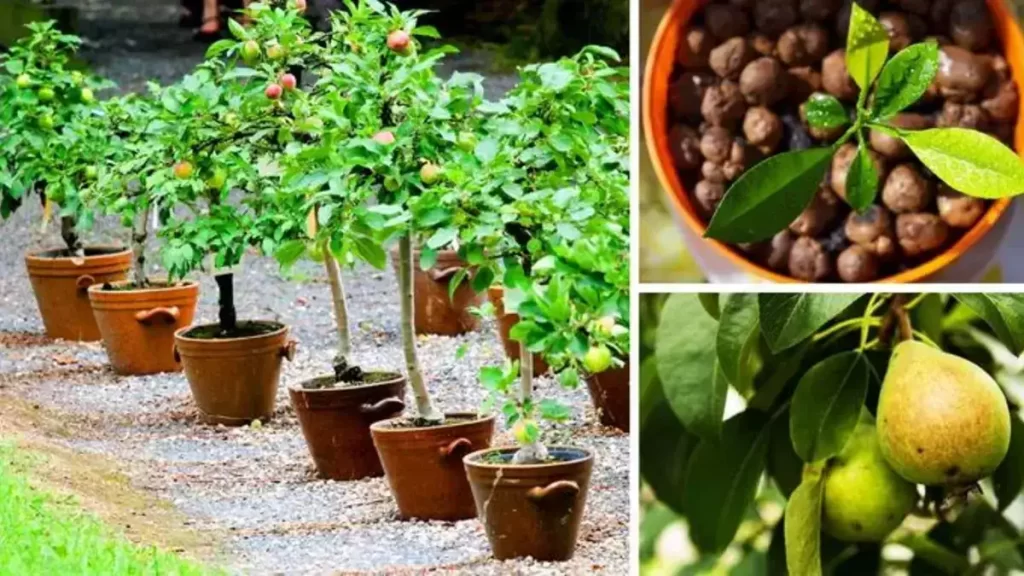 Tu peux facilement faire pousser ces 8 arbres fruitiers à partir des graines de tes propres fruits