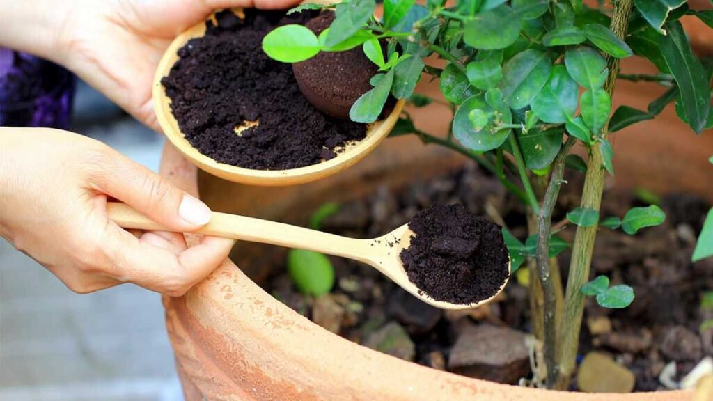 Le marc de café est un engrais naturel : voici comment l’utiliser pour faire pousser vos plantes plus rapidement