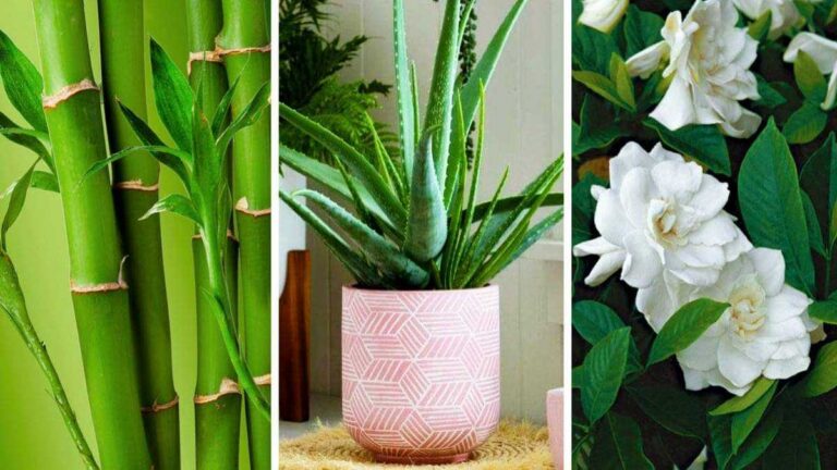 7 plantes pour décorer votre chambre qui favorisent un bon sommeil