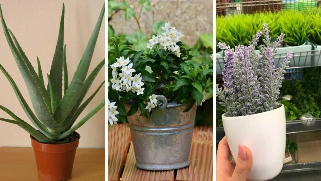 Top 5 des plantes qui améliorent la qualité de l’air de votre maison