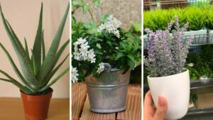 Top 5 des plantes qui améliorent la qualité de l’air de votre maison