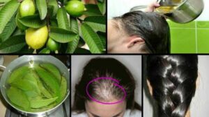 Les feuilles de goyave arrêtent la chute des cheveux et ajoutent du volume : voici la recette à faire à la maison