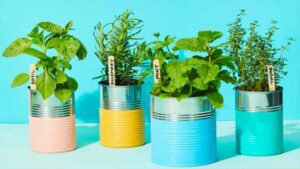 6 herbes aromatiques et médicinales à planter une fois et dont vous profiterez plusieurs années