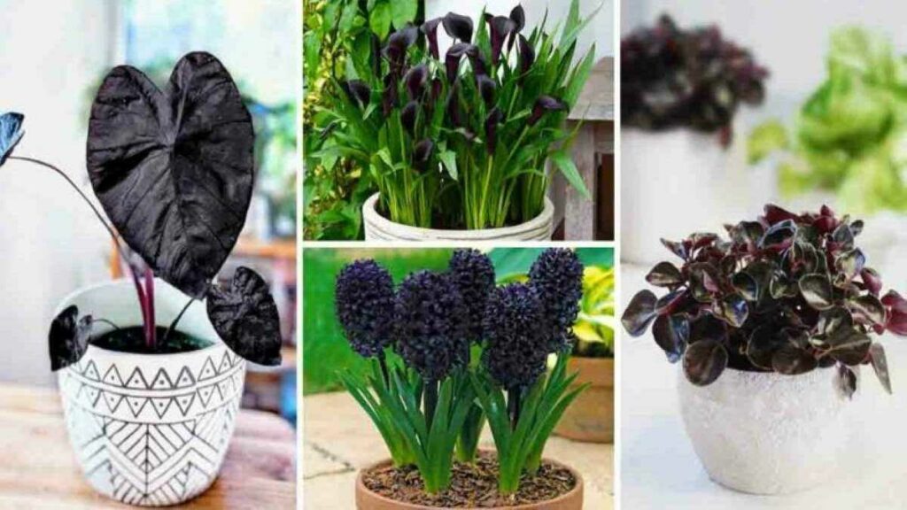 6 plantes et fleurs de couleur noire pour sublimer votre jardin