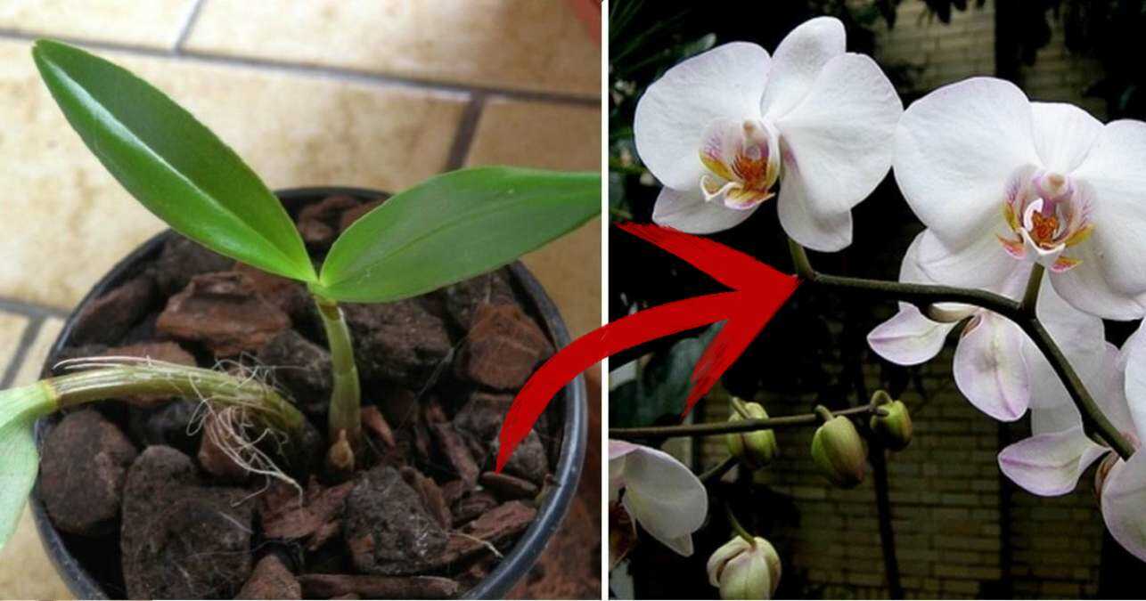 Mes 7 Secrets Pour Faire Refleurir une Orchidée à Tous les Coups.