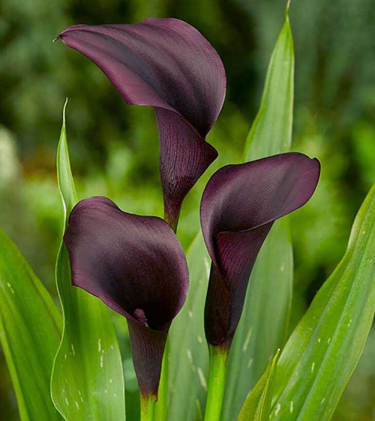 6 plantes et fleurs de couleur noire pour sublimer votre jardin

