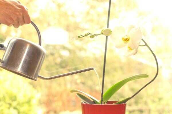 Mes 7 Secrets Pour Faire Refleurir une Orchidée à Tous les Coups.
