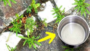 Comment éliminer les mauvaises herbes naturellement ? 6 astuces simples et efficaces