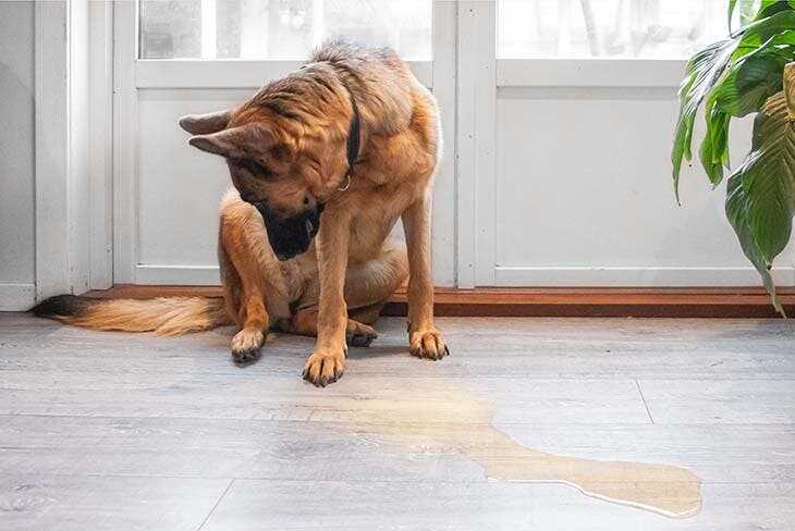 Voici comment faire un repulsif pour empêcher les chiens d’uriner sur votre trottoir ou votre maison
