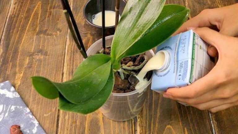 Jardinage : 5 étapes certaines pour prendre soin d'une orchidée