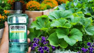 La Listerine permet de résoudre les 6 grands problèmes du jardin