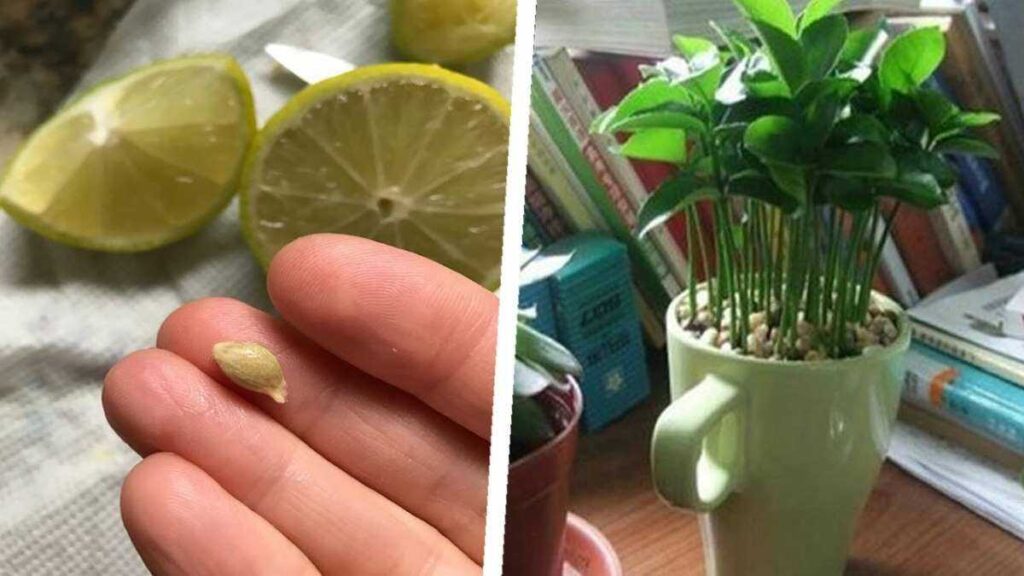 Apprenez à planter du citron dans une tasse et votre maison sentira toujours bon