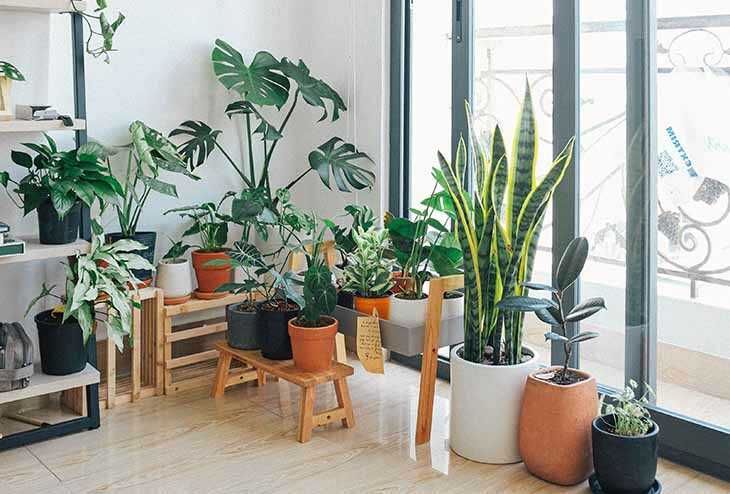 5 conseils les plus importants pour prendre soin de vos plantes d’intérieur pour ne pas les tuer