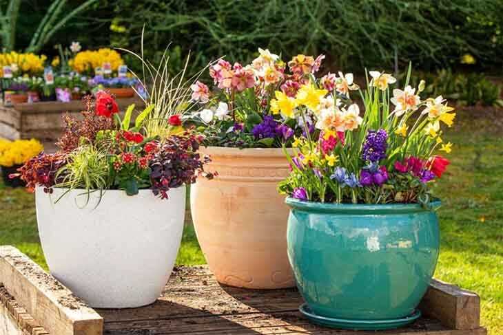 4 astuces magiques pour faire fleurir vos plantes toute l’année