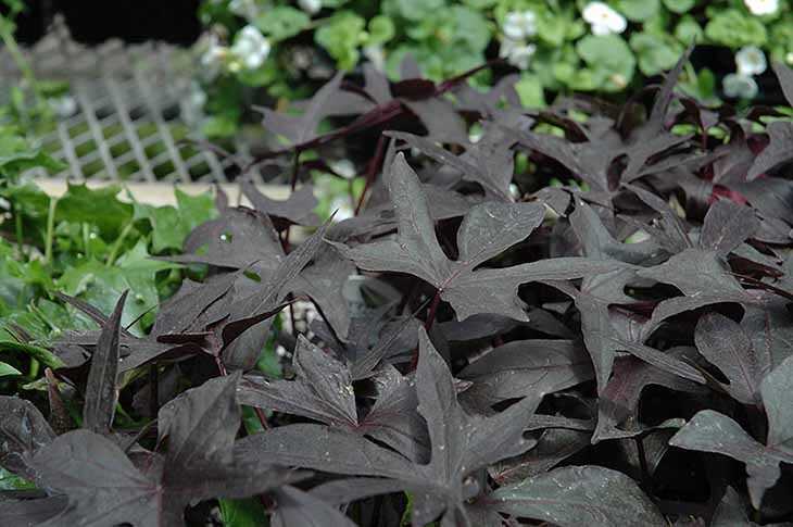 6 plantes et fleurs de couleur noire pour sublimer votre jardin
