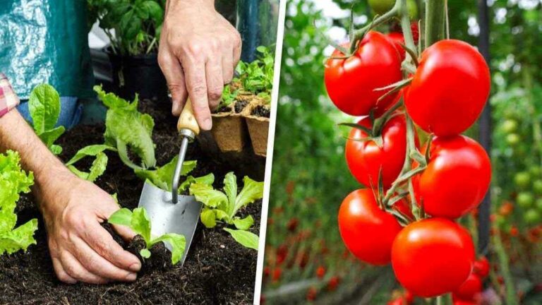 Voici 4 légumes et un fruit à planter en février dans votre potager