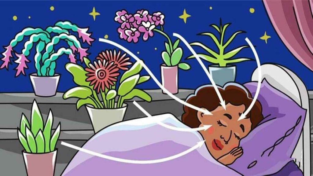 9 Plantes Qui Libèrent de l’Oxygène Même PENDANT LA NUIT