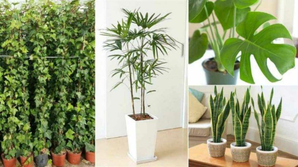 6 PLANTES QUI SONT DE VÉRITABLES BOMBES À OXYGÈNE QUI DÉPOLLUENT L’AIR DE LA MAISON