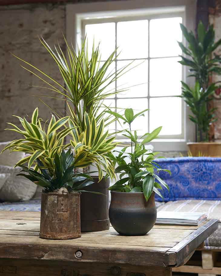 9 plantes de grandes tailles que vous pouvez cultiver facilement à la maison