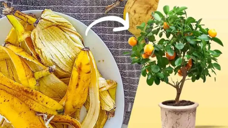 Ne jetez plus la peau de banane : voici 8 utilisations intelligentes dans le jardin