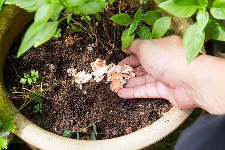 4 engrais naturels pour fertiliser vos plantes