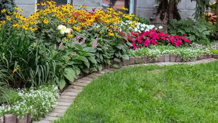 12 plantes parfaites pour réaliser vos bordures de jardin