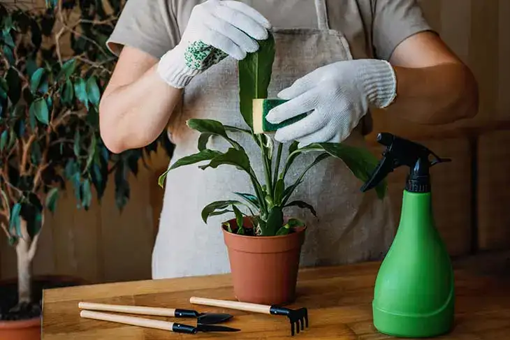 Comment sauver une orchidée mourante avec l’astuce de l’éponge ?