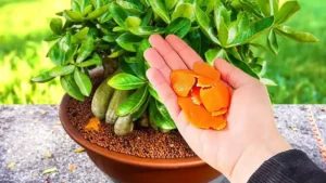 6 manières astucieuses de réutiliser les écorces d’orange à la maison et dans le jardin