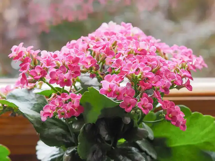 12 astuces pour faire fleurir vos plantes
