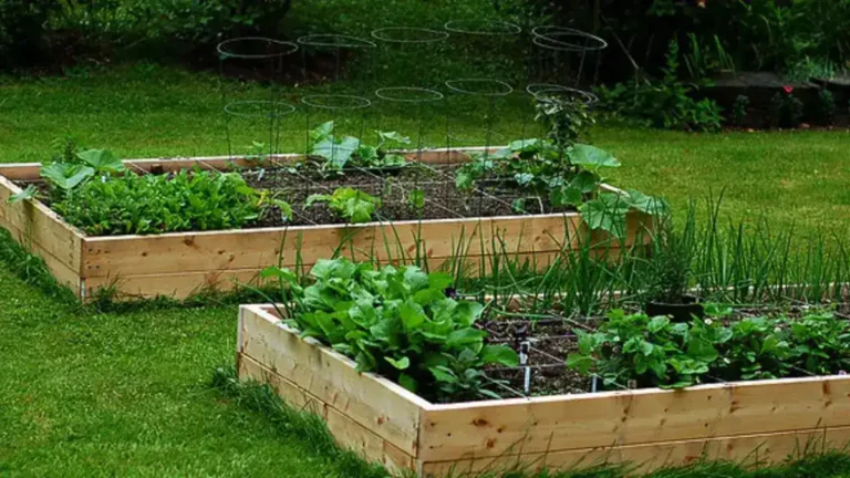 Jardin surélevé : comment le construire en 6 étapes simples