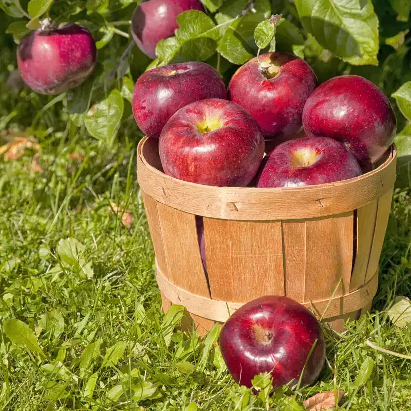 10 astuces pour conserver les fruits et légumes plus longtemps 