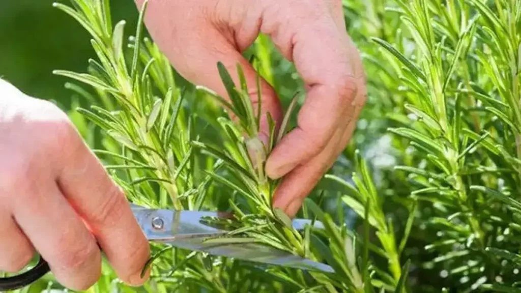 Stimulez votre mémoire et boostez votre cerveau avec cette plante