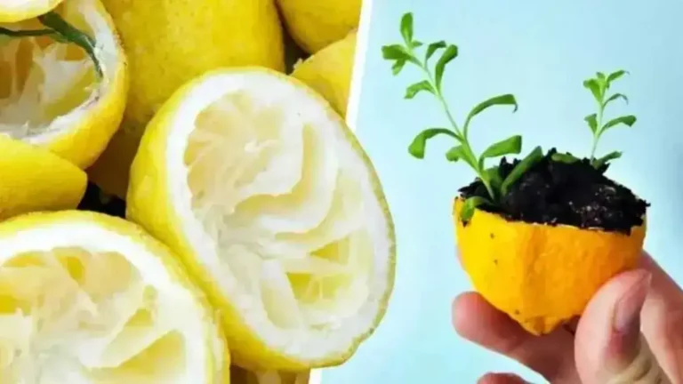 Ne jetez plus la peau du citron, voici comment l’utiliser pour faire pousser un citronnier