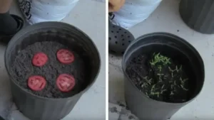 Faites pousser vos propres tomates avec un simple pot de terre et quelques rondelles mûres !