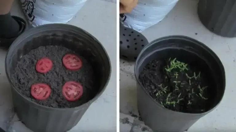 Faites pousser vos propres tomates avec un simple pot de terre et quelques rondelles mûres !