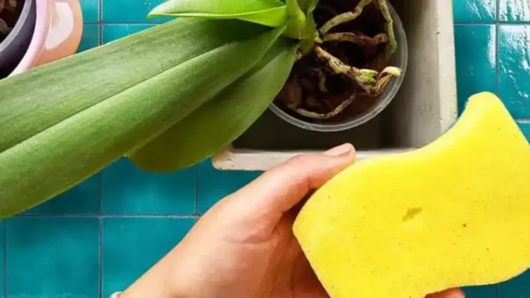 Comment sauver une orchidée mourante avec l’astuce de l’éponge ?