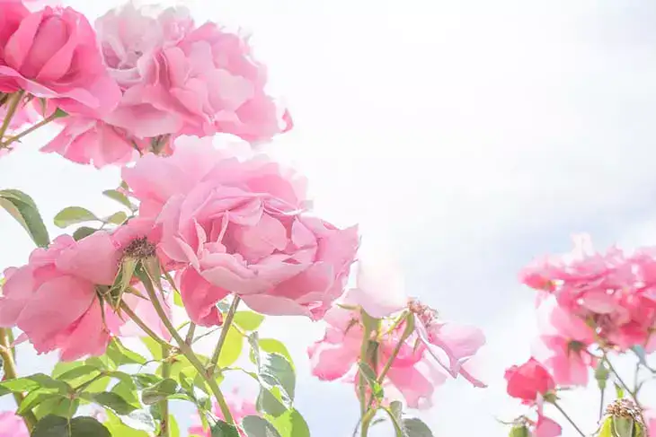 Pourquoi vos roses ne fleurissent pas ? 3 erreurs courantes des jardiniers
