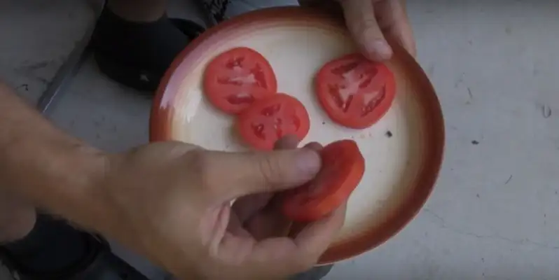 Faites pousser vos propres tomates avec un simple pot de terre et quelques rondelles mûres !
