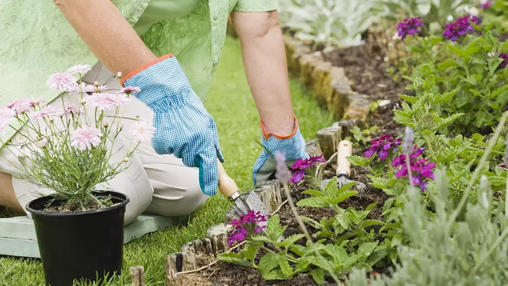 24 Plantes Qui Poussent Dans Votre Jardin SANS EAU (ou Presque)