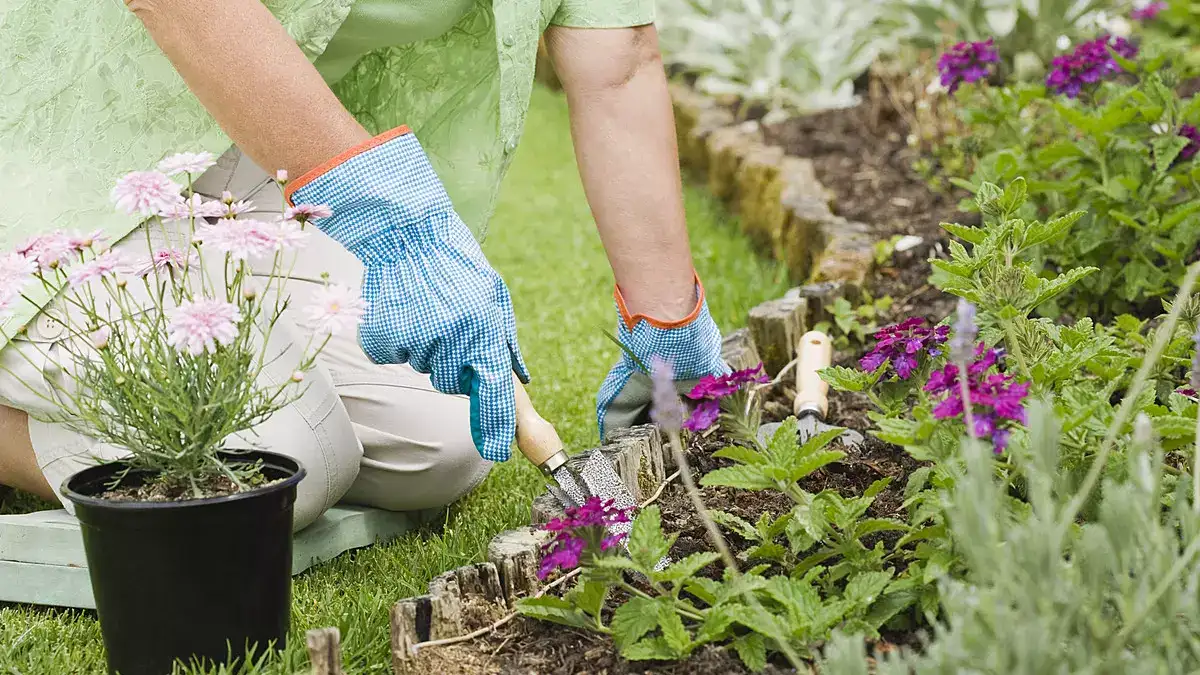 24 Plantes Qui Poussent Dans Votre Jardin SANS EAU (ou Presque)