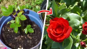 Pourquoi vos roses ne fleurissent pas ? 3 erreurs courantes des jardiniers
