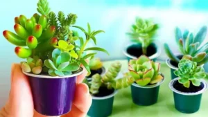 Voici comment recycler les capsules de café en pots pour plantes