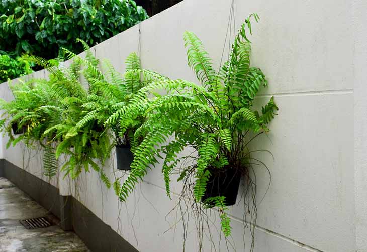 12 plantes parfaites pour réaliser vos bordures de jardin
