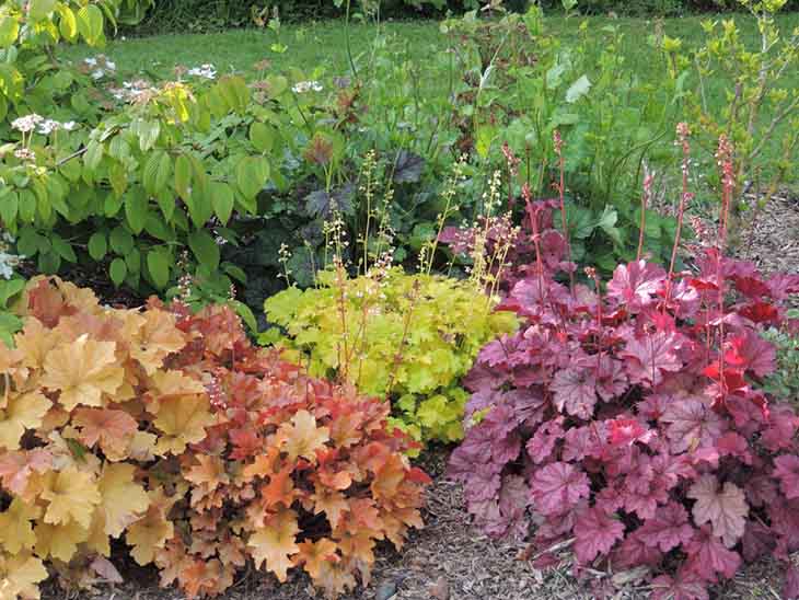 12 plantes parfaites pour réaliser vos bordures de jardin
